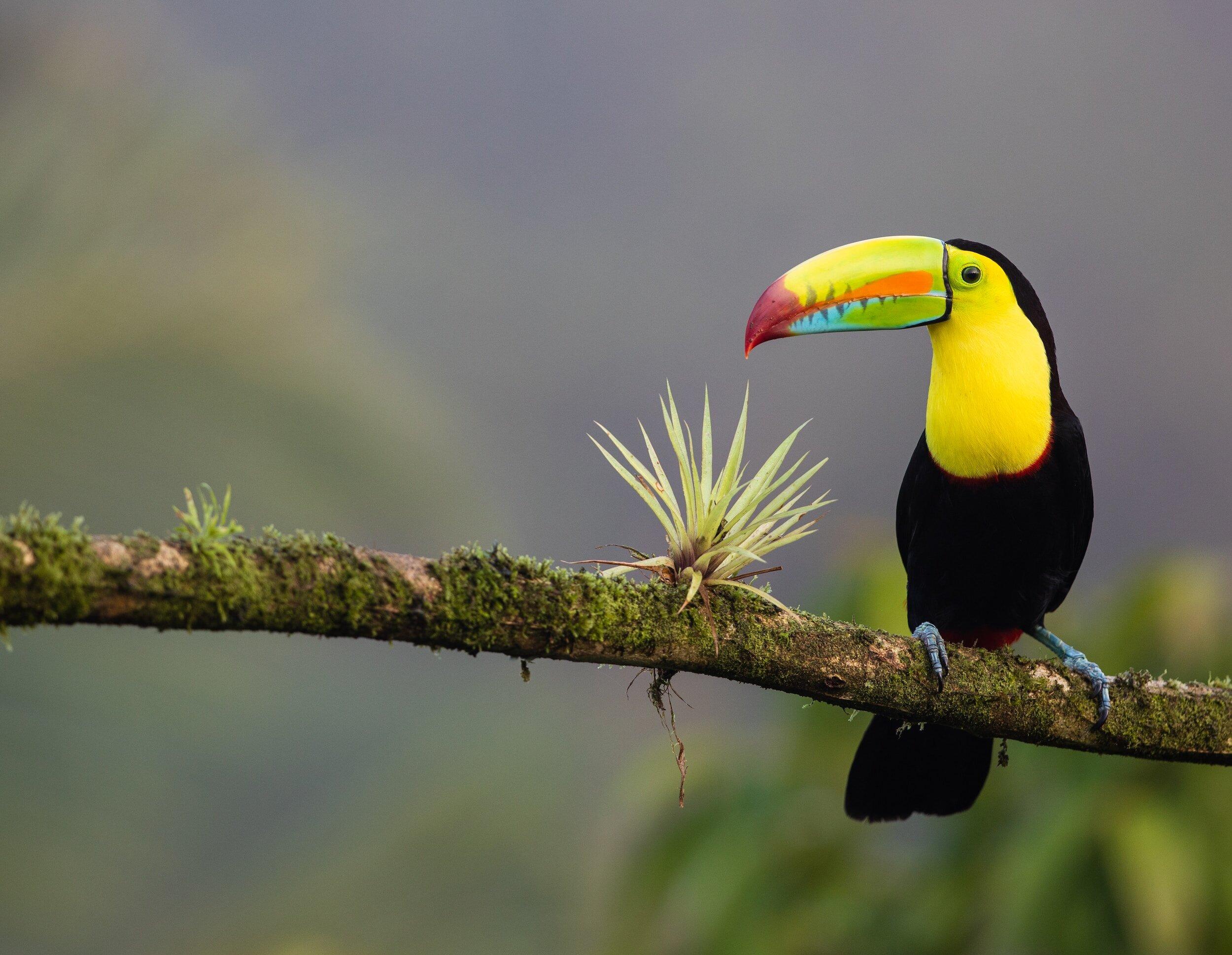 Colorful toucan perched on a branch